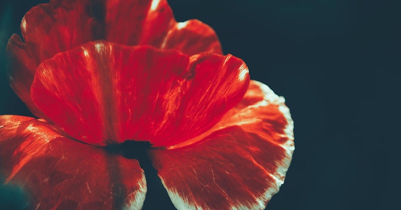 Mohnblume Bedeutung: Symbolik, Farben und ihre versteckte Kraft