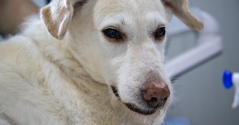 Bauchspeicheldrüse Hund Lebenserwartung: So lange lebt er wirklich