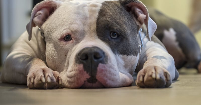 American Bully XL: Der ultimative Rasse-Guide für Halter & Fans