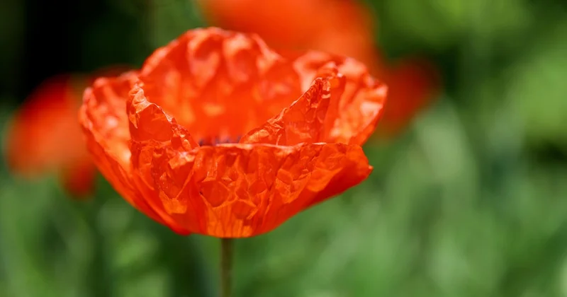 Für was steht der Mohn in der Liebe?