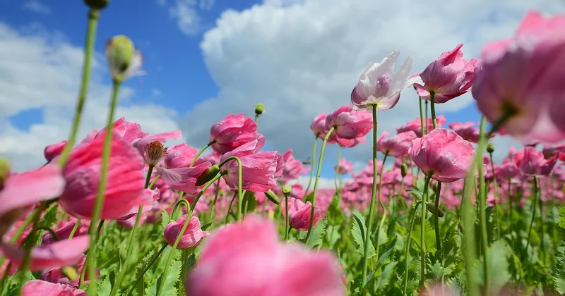 Mohnblume Bedeutung Krieg: der Remembrance Poppy