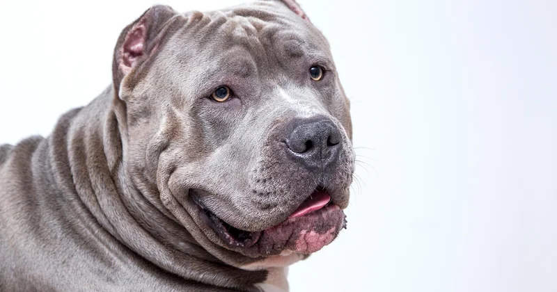 Einen American Bully XL kaufen: Worauf Sie achten müssen