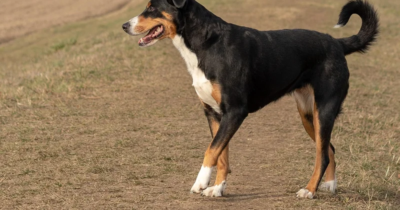 Was Lebenserwartung bei Pankreatitis konkret bedeutet