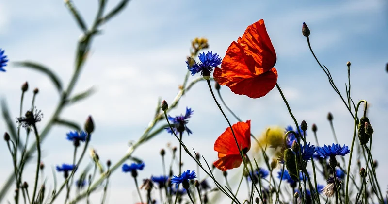 Welche spirituelle Bedeutung hat der Mohn?